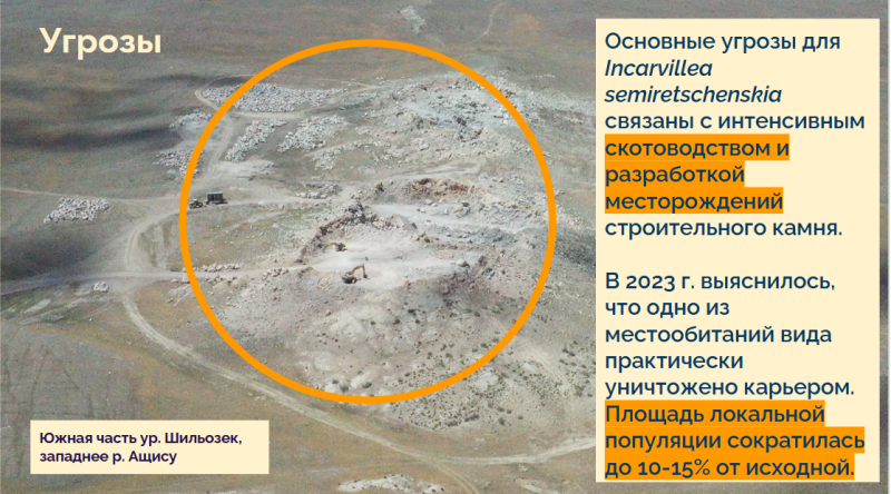 20 миллионов лет — под экскаватор: как в Алматинской области уничтожают уникальное растение