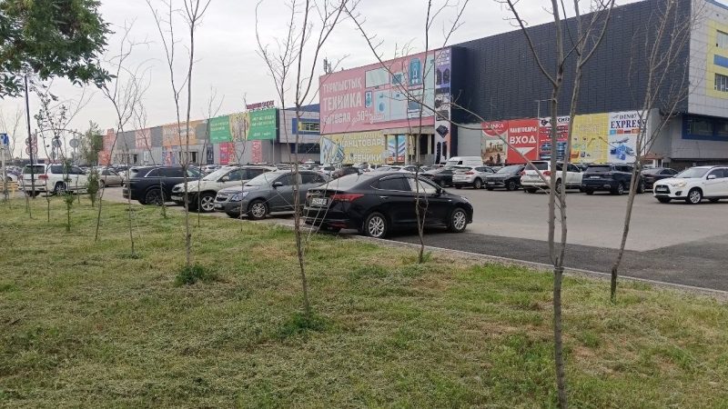 Проклятое Северное кольцо: в районе алматинской барахолки опять высохли саженцы
