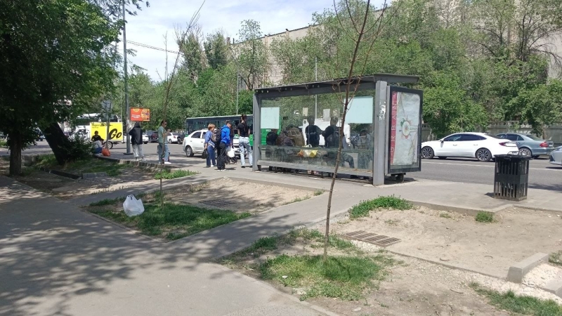Город мёртвых деревьев: как в Алматы закапывают бюджет на озеленение