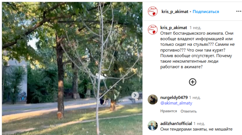 Город мёртвых деревьев: как в Алматы закапывают бюджет на озеленение