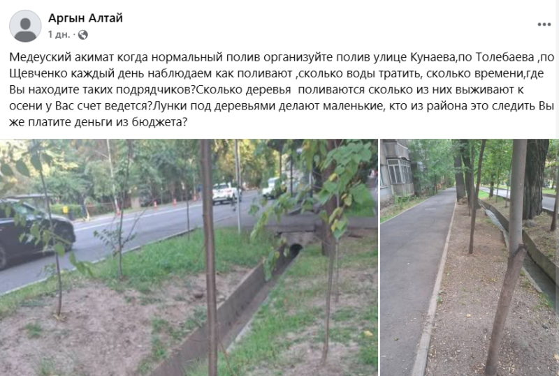 Город мёртвых деревьев: как в Алматы закапывают бюджет на озеленение