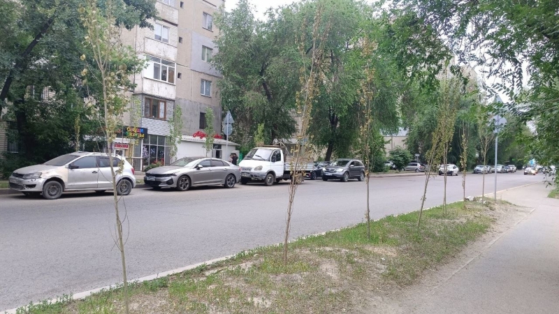 Город мёртвых деревьев: как в Алматы закапывают бюджет на озеленение
