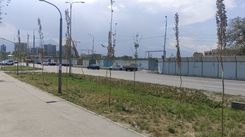Город мёртвых деревьев: как в Алматы закапывают бюджет на озеленение