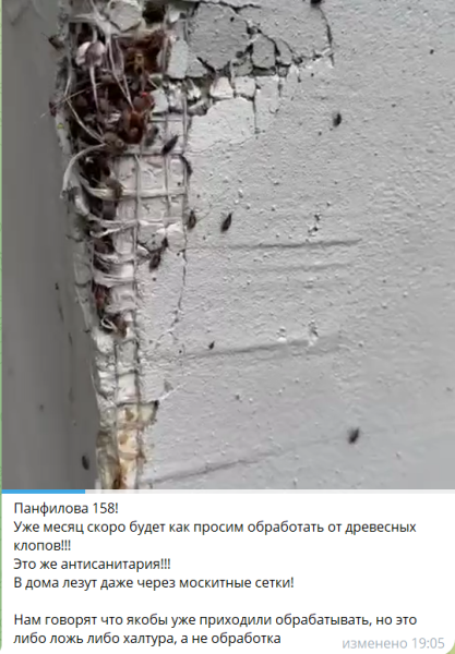 Невероятная вспышка популяции клопов с суперспособностями в Алматы