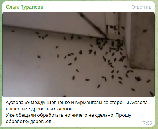 Невероятная вспышка популяции клопов с суперспособностями в Алматы
