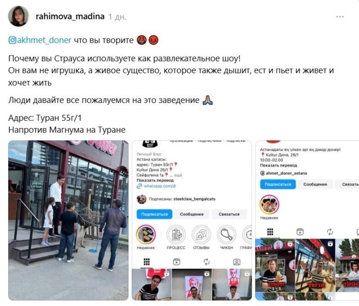 Казахстанцев возмутило использование живого страуса в качестве рекламы донерной в Астане   Дополнено