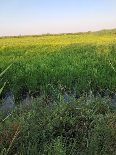 Водный кризис в Шардаре и Кызылорде: почему водохранилище оказалось на грани опустошения