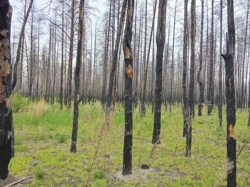 Погибший при пожаре лес в Костанайской области решили продать с молотка