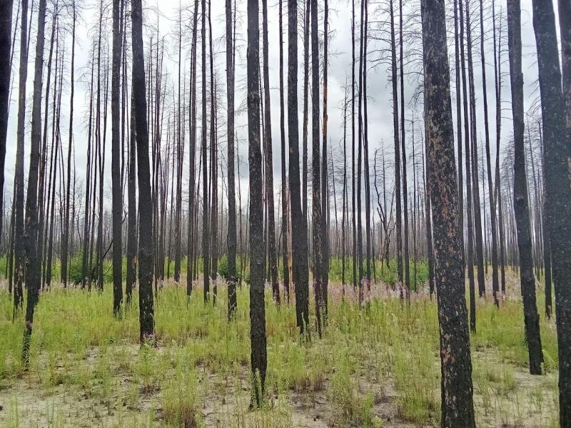 Погибший при пожаре лес в Костанайской области решили продать с молотка