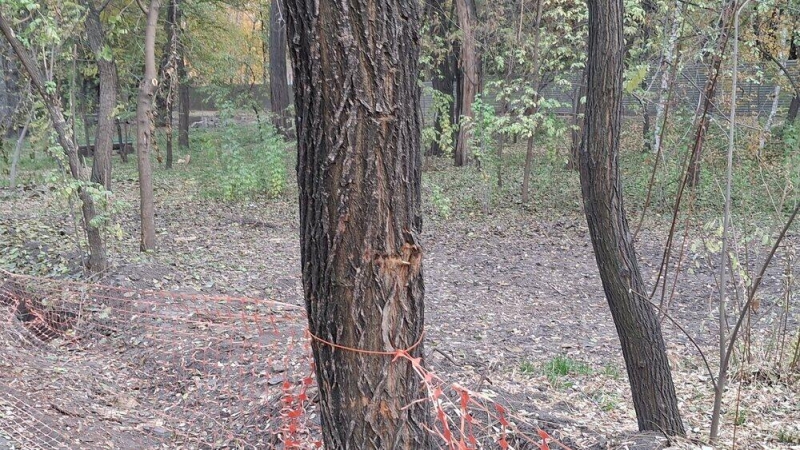 Общественники потребовали прекратить строительные работы в роще Баума в Алматы