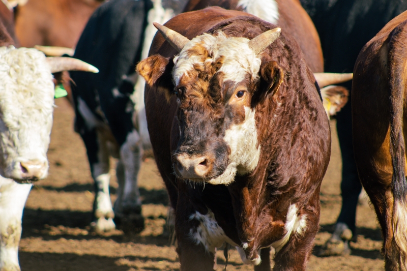 От фермы до кошелька: как скоро говядина в Казахстане станет всем не по карману