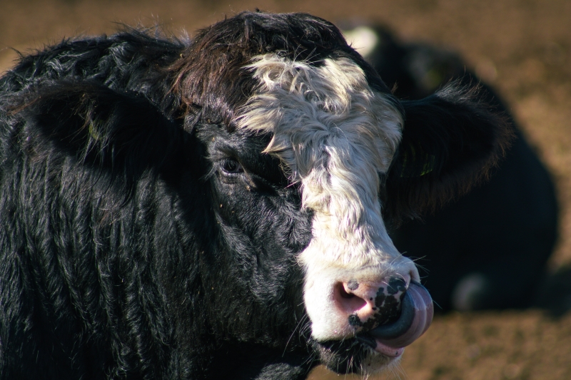 От фермы до кошелька: как скоро говядина в Казахстане станет всем не по карману