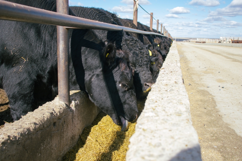 От фермы до кошелька: как скоро говядина в Казахстане станет всем не по карману