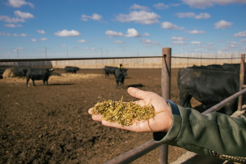 От фермы до кошелька: как скоро говядина в Казахстане станет всем не по карману