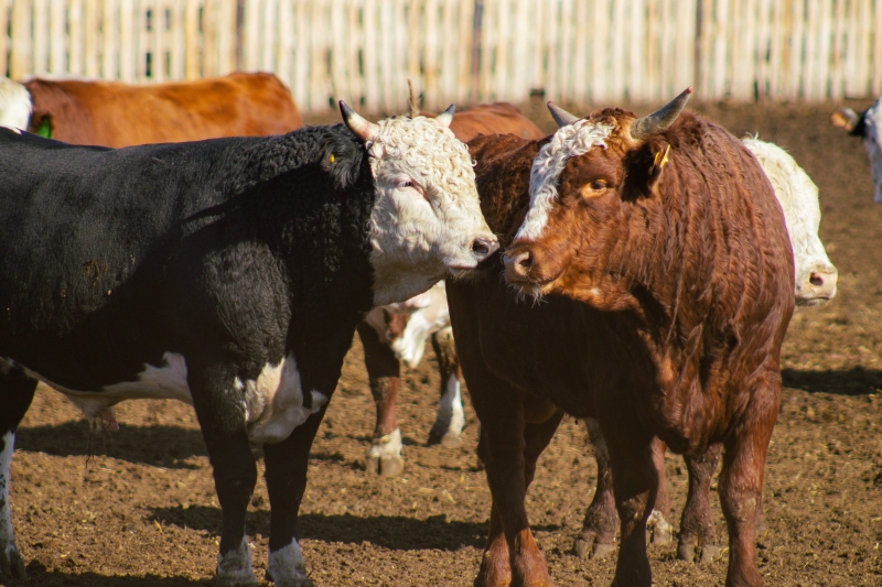 От фермы до кошелька: как скоро говядина в Казахстане станет всем не по карману