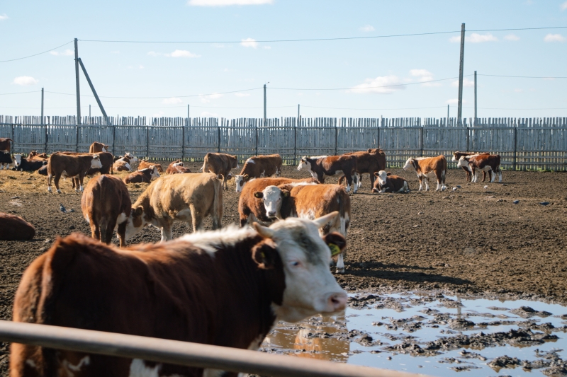 От фермы до кошелька: как скоро говядина в Казахстане станет всем не по карману