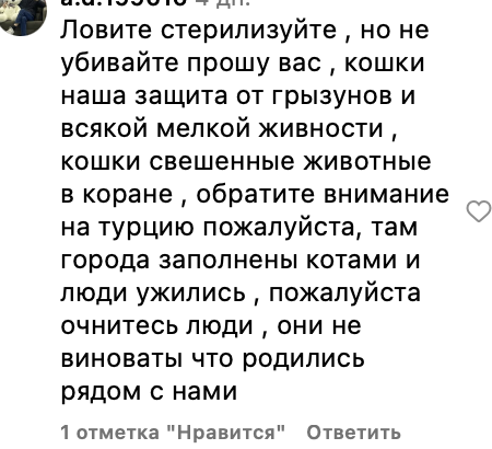 Разрешить убийство: зоозащитники критикуют поправки в закон о бездомных животных