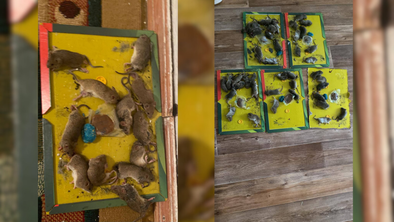 Атырау кишит крысами: откуда они взялись и почему их так много