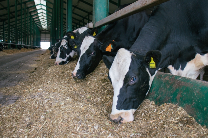 Кто доит страну: на чём держится молочный бизнес в Казахстане