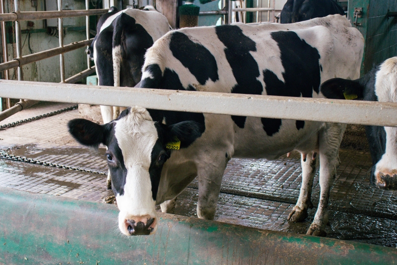 Кто доит страну: на чём держится молочный бизнес в Казахстане