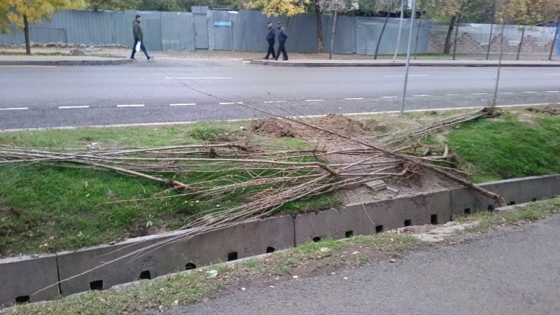 В Алматы годами губят саженцы тополей, а власти говорят, что всё хорошо