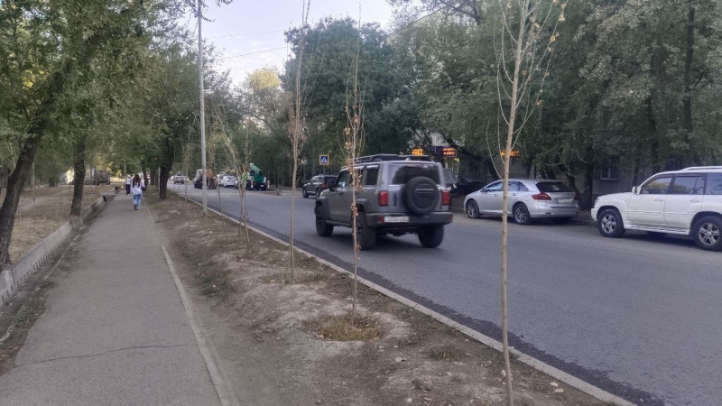 В Алматы годами губят саженцы тополей, а власти говорят, что всё хорошо