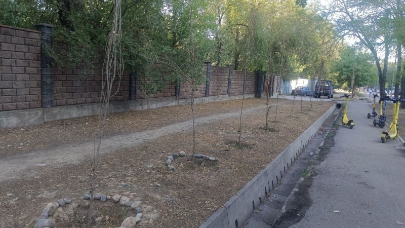 В Алматы годами губят саженцы тополей, а власти говорят, что всё хорошо