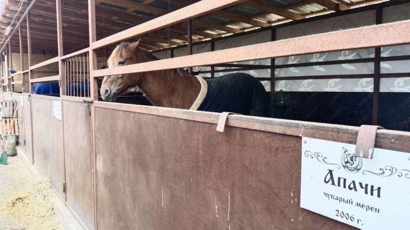 В Алматы замерзают лошади. Почему владельцы ипподрома не пускают их в тёплые конюшни?