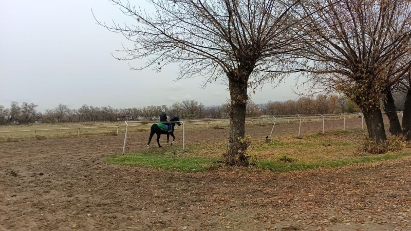 В Алматы замерзают лошади. Почему владельцы ипподрома не пускают их в тёплые конюшни?