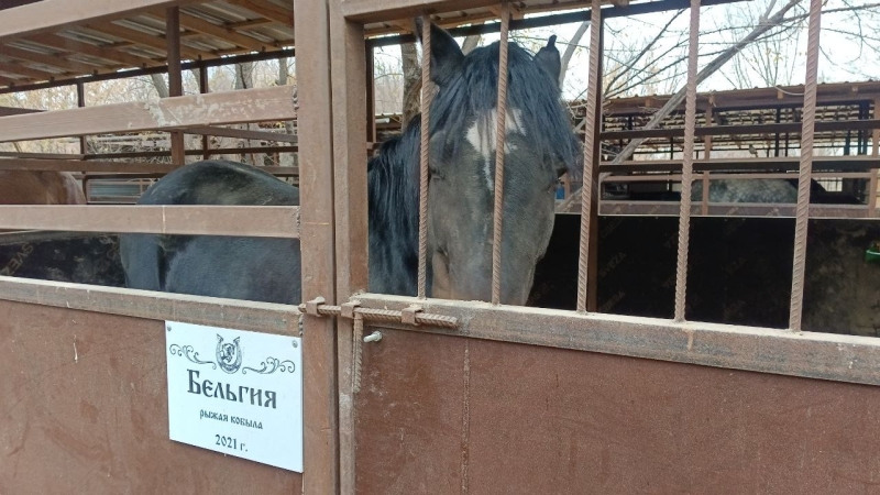 В Алматы замерзают лошади. Почему владельцы ипподрома не пускают их в тёплые конюшни?