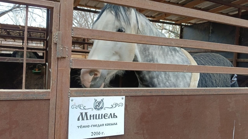 В Алматы замерзают лошади. Почему владельцы ипподрома не пускают их в тёплые конюшни?