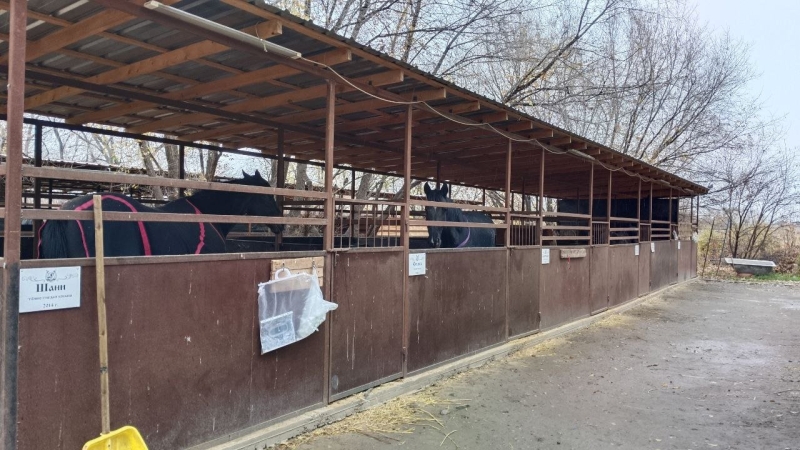 В Алматы замерзают лошади. Почему владельцы ипподрома не пускают их в тёплые конюшни?