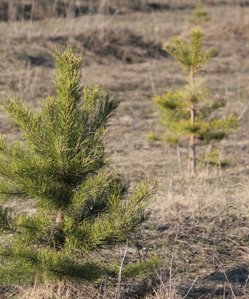 Планы Дархана Сатыбалды: что аким Алматы пообещал его жителям в ближайшем будущем