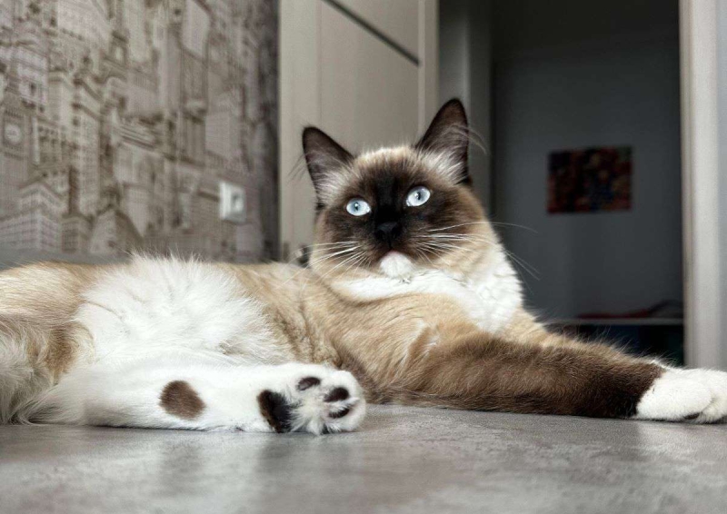 В Таиланде кошек признали важной частью экономики